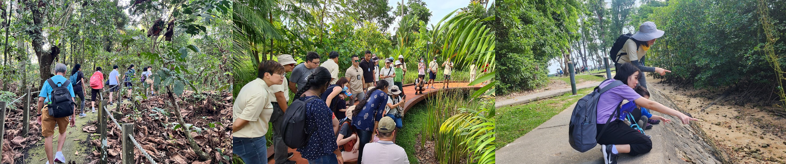 Collage of nature walks led by Nature Kakis
